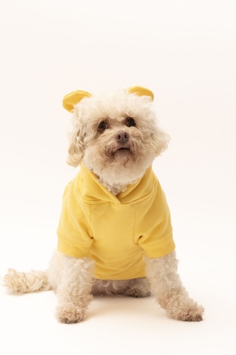 OSITO AMARILLO 